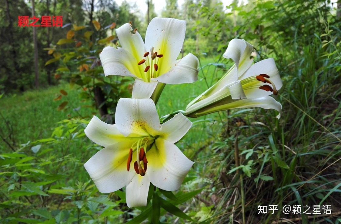 故鄉的野百合漫山遍野成團成簇百合花餅餘味悠長