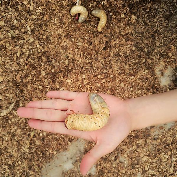 5月以后还有独角仙幼虫吗 新手饲养应该准备哪些 独角仙幼虫怎么养新手 桃丽网
