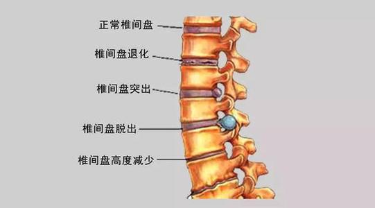 椎骨的一般形态 你知道几种 知乎