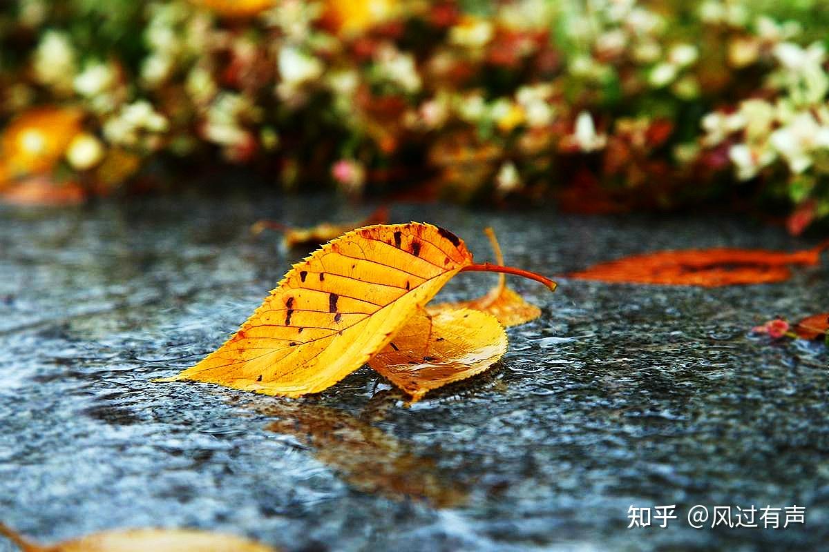 秋雨凄凉花溅泪，秋夜独思秋意浓 - 知乎