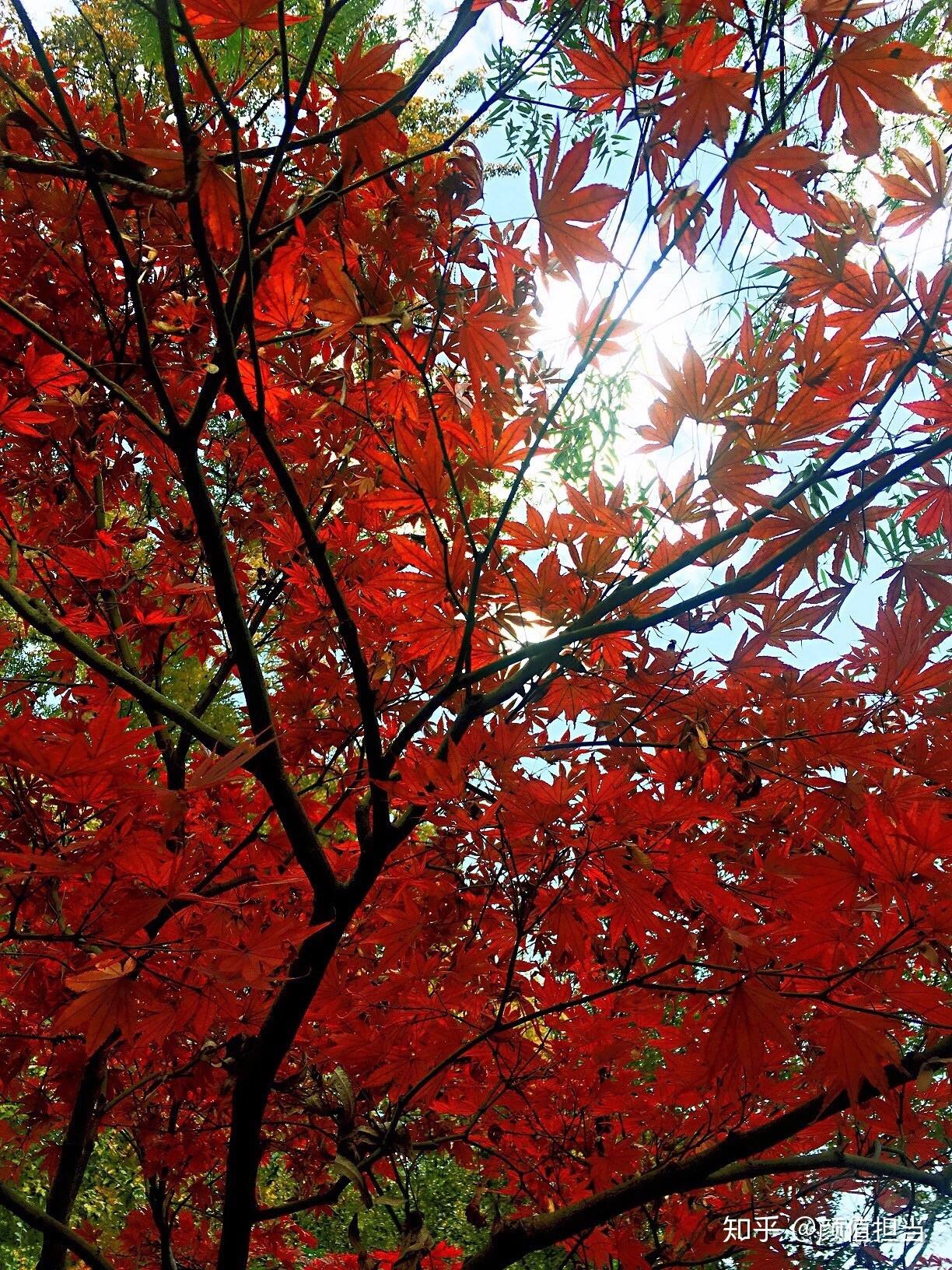 美!岳麓山枫叶实拍
