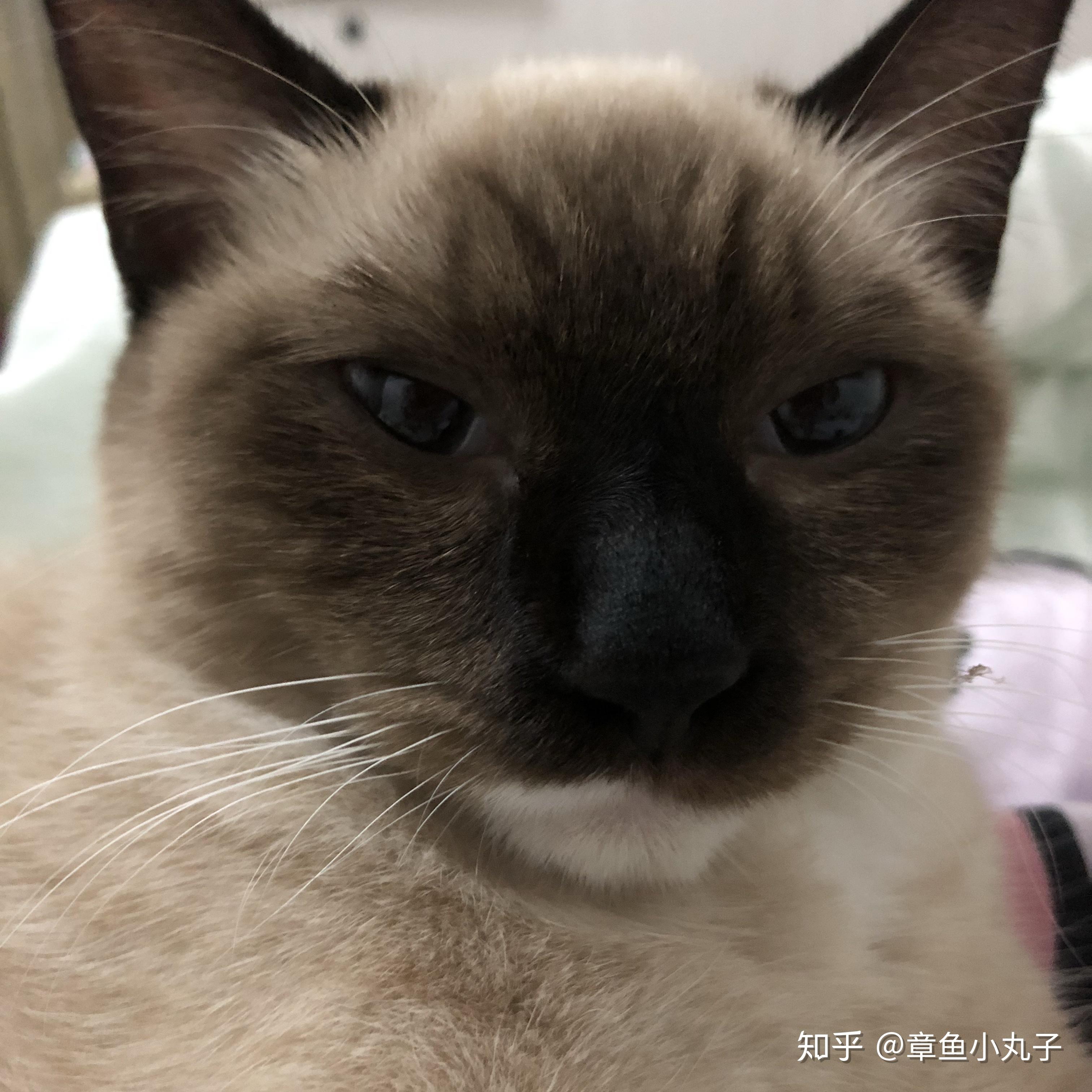 布偶猫能丑到什么程度