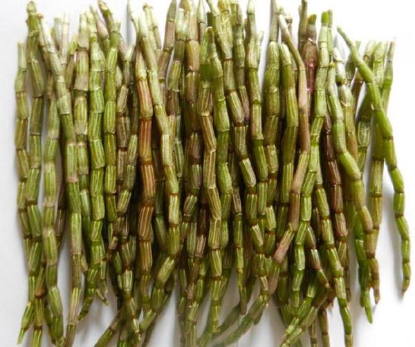 生津养胃,滋阴清热,润肺益肾良药——石斛 - 知乎