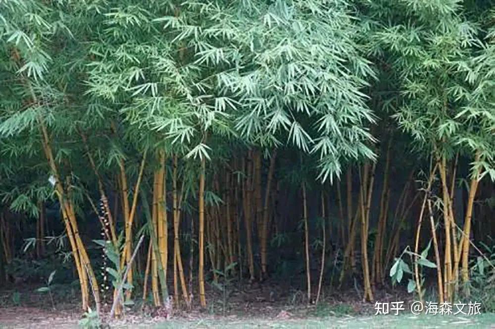 竹在景观中的9大设计技巧 - 知乎