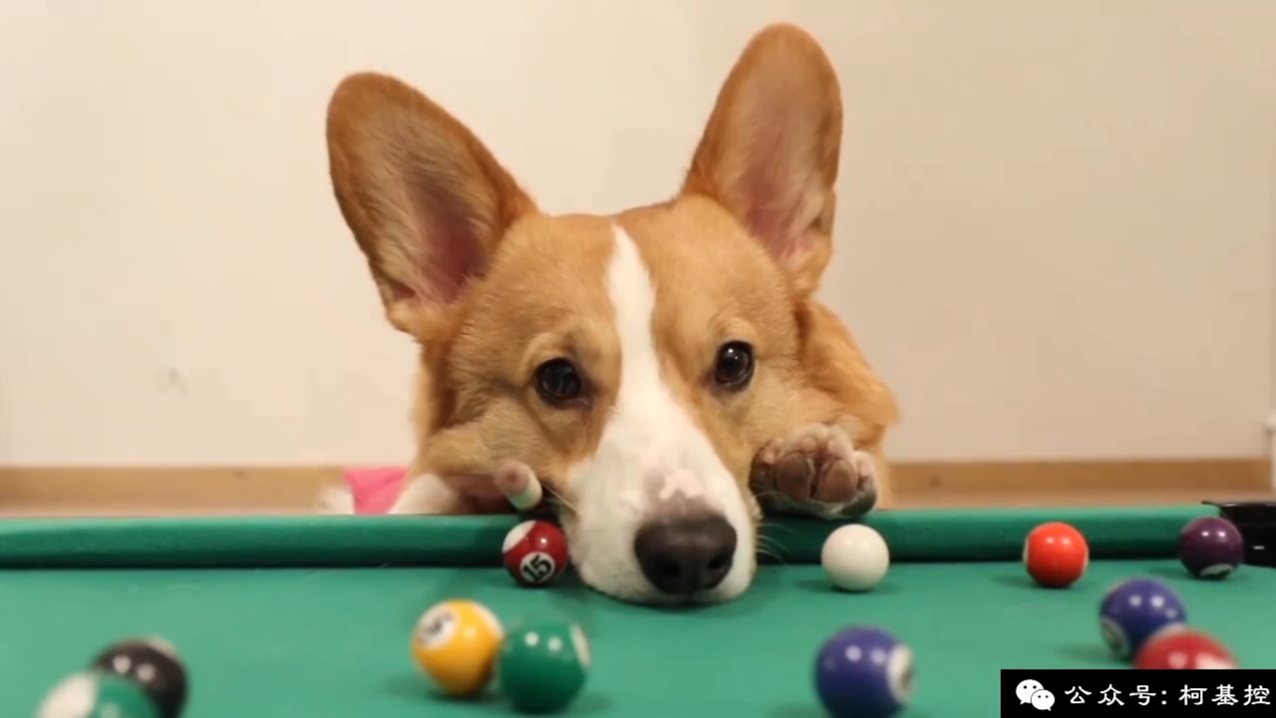 柯基打桌球打不进去只好