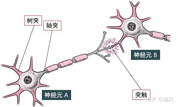 传导性是指相邻神经元靠其间一小空隙进行传导.