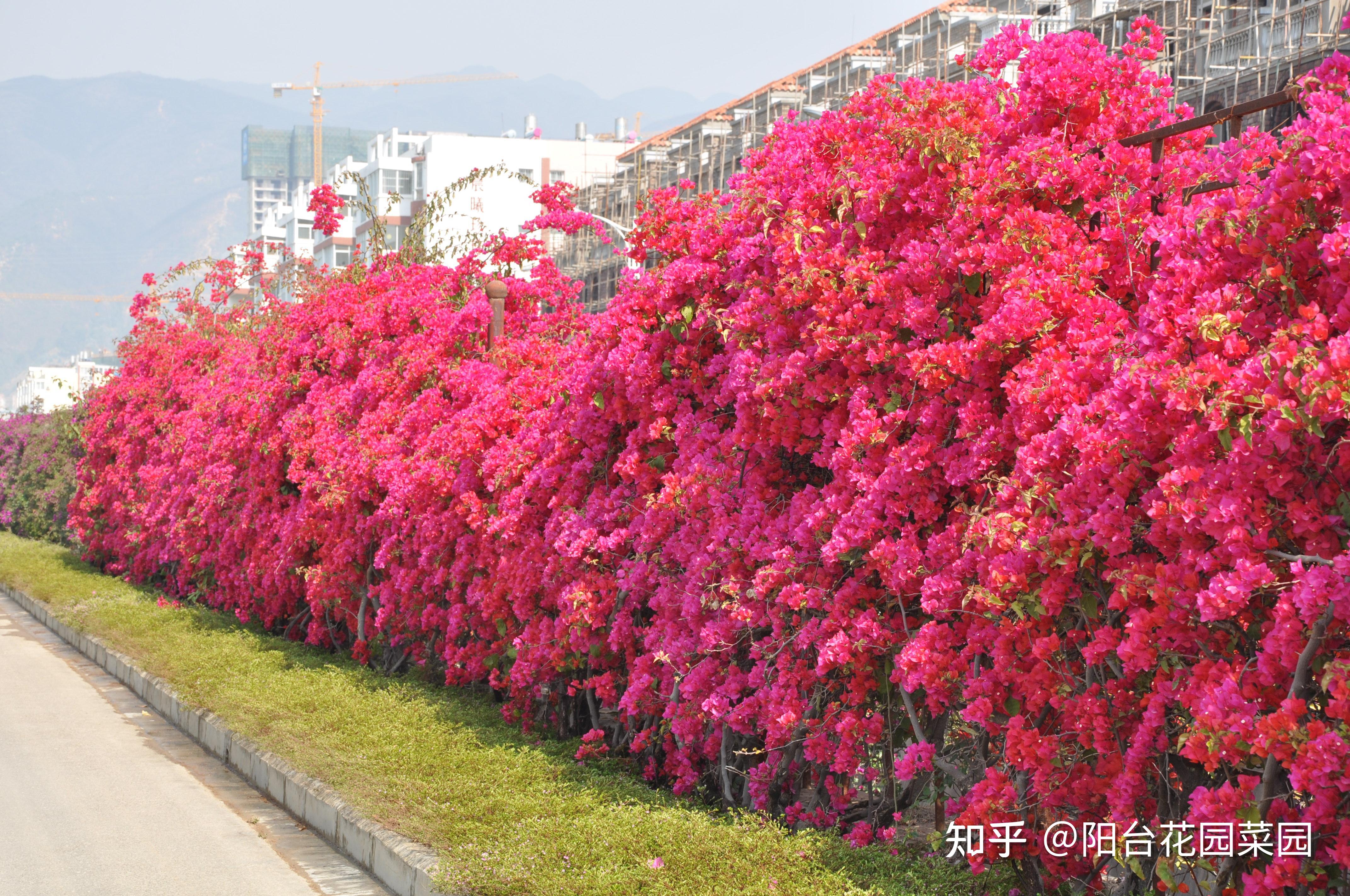 绿化带里的“宝藏”花，花了大笔钱，丢在路边，一点也不起眼 - 知乎