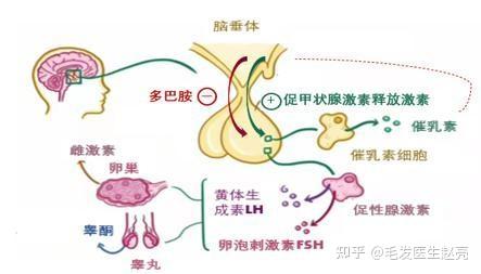 女性也会有雄性激素脱发