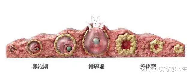 黄体是什么？做试管为什么需要黄体支持？ - 知乎