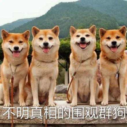 表情包柴犬狗狗系列