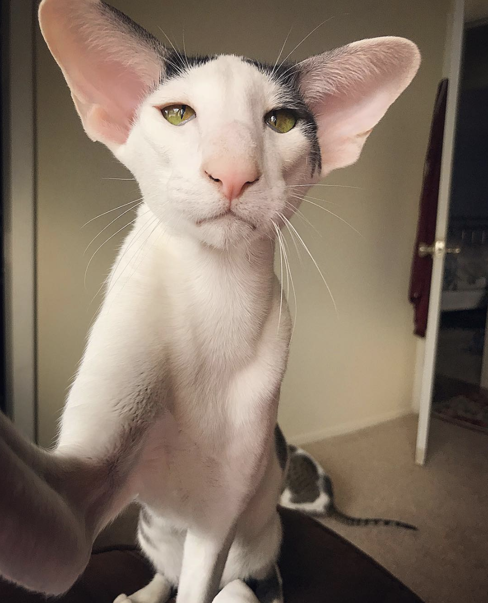 吸猫大会东方短毛猫teddy