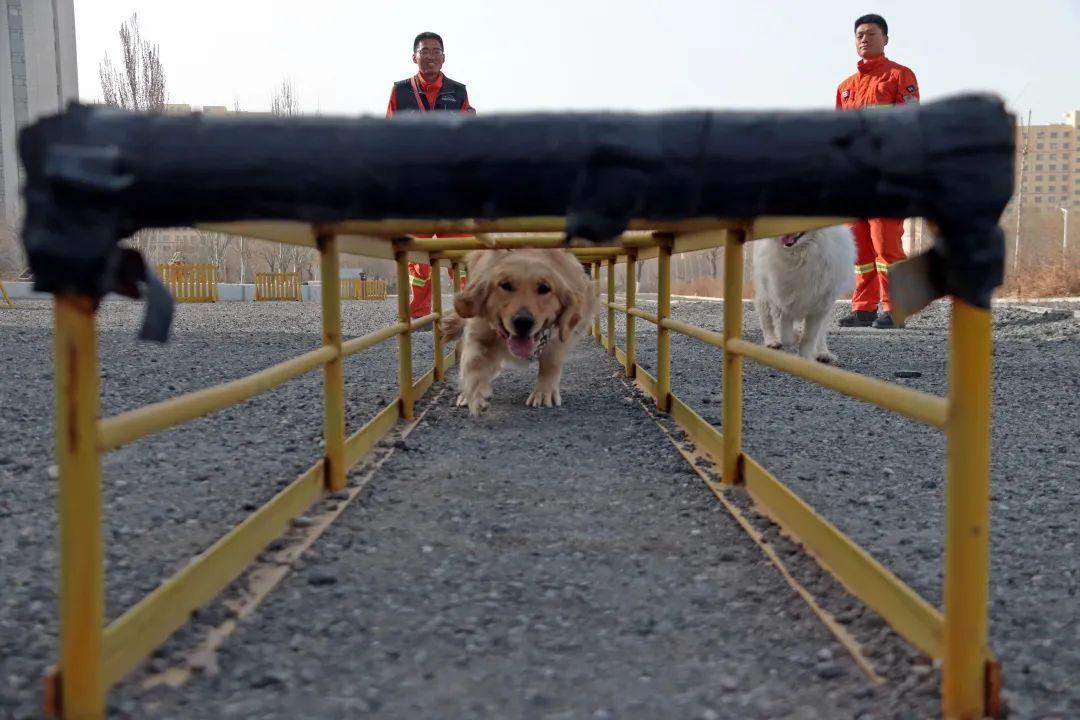 人物故事年輕嘛就是要折騰搜救犬訓導員傳開隆