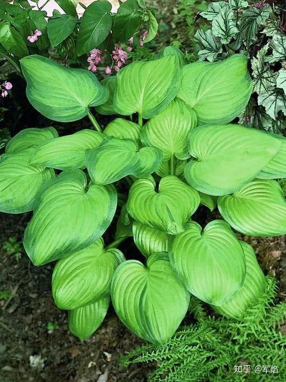 點亮陰暗的角落陰生花園植物指南