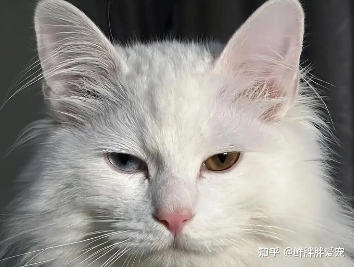 田园猫中的“王者”狮子猫 - 知乎