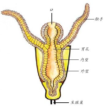 刺胞动物的体壁结构图片