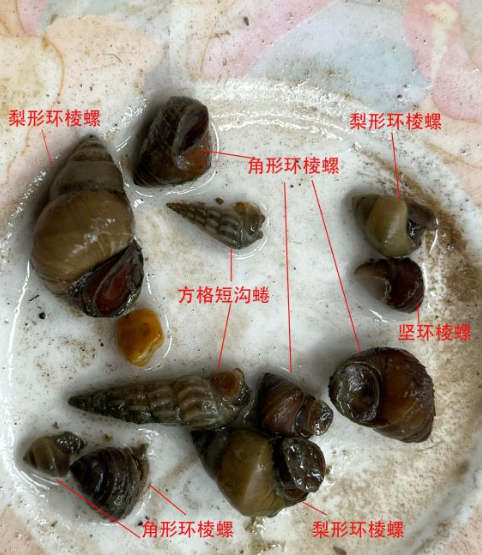 淡水螺的种类图片大全图片