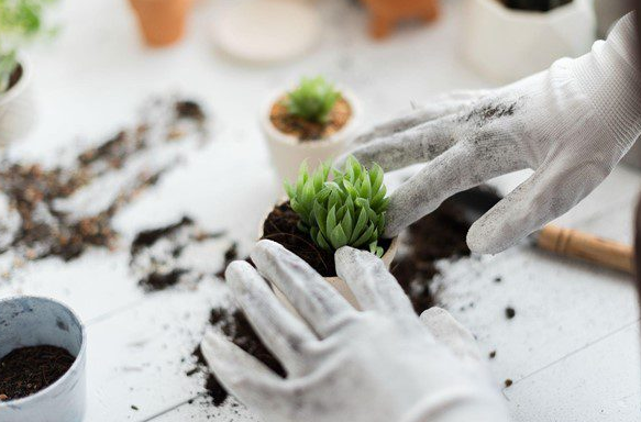 从零开始学养多肉 让你养活 养好看 养出色植物指南 知乎
