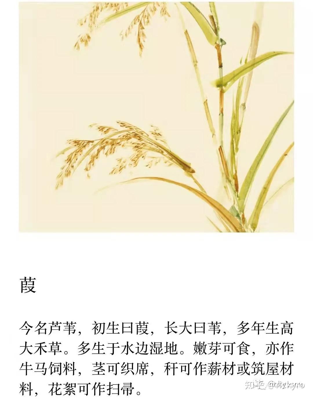 秦风*小戎(工笔描画秦大军征西戎,兼思夫)