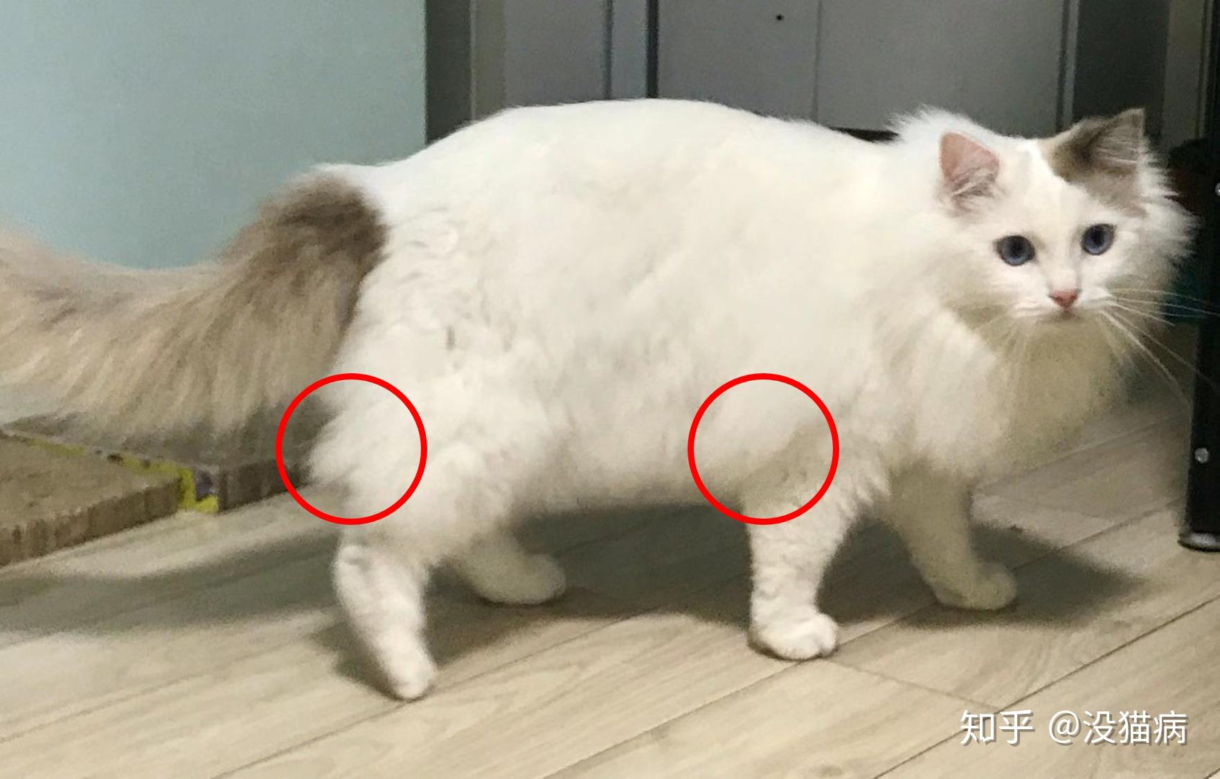 布偶猫好看是好看,毛也太容易打结了!