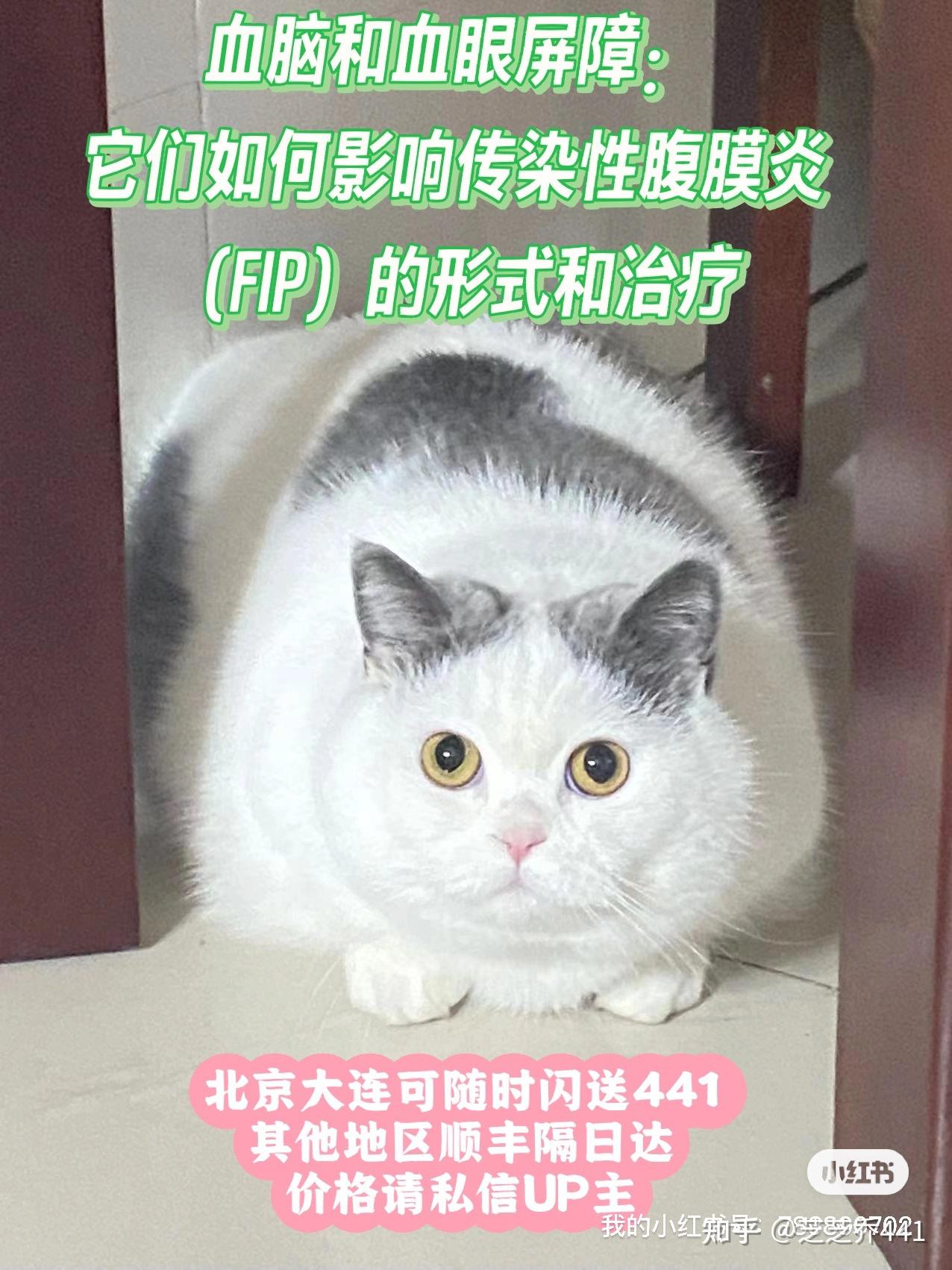 FIP -