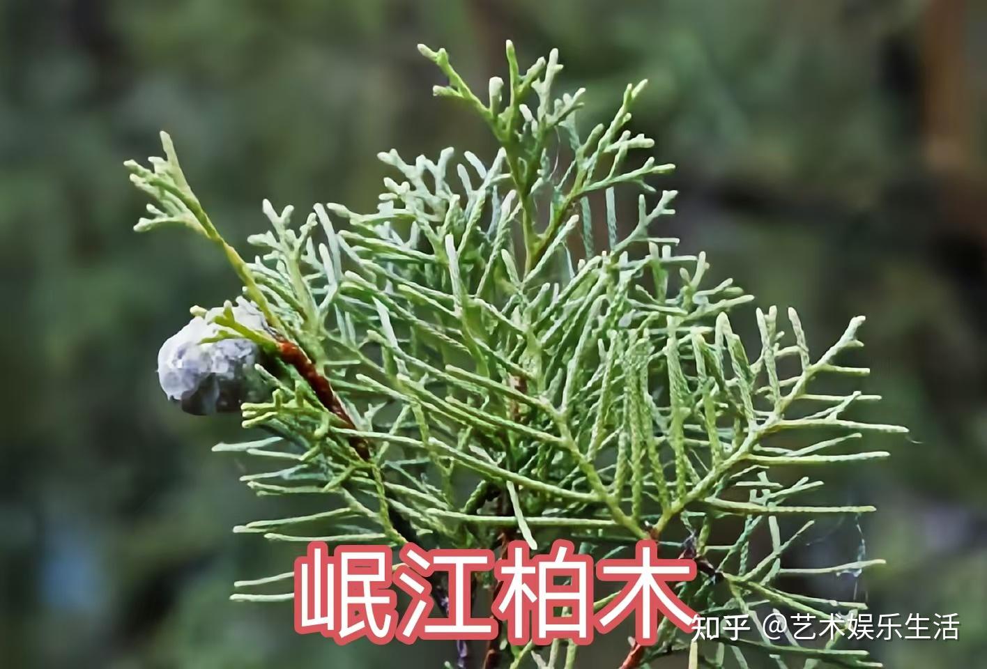 68种柏科植物,园林栽培的常用树种 - 知乎
