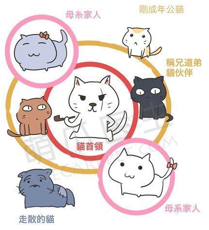 多猫家庭需要注意什么？怎么让多只猫和谐相处？ - 知乎