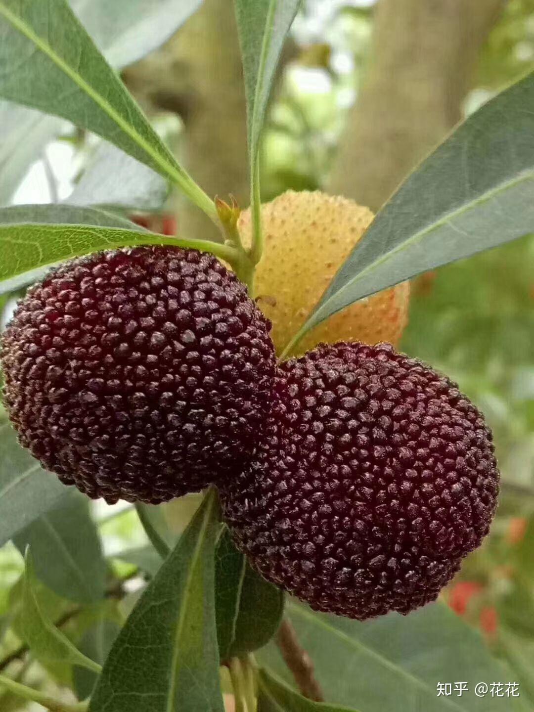 金华兰溪马涧杨梅