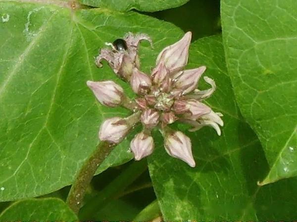【植物界全系列】夹竹桃科—萝藦亚科（四）：球兰 - 知乎