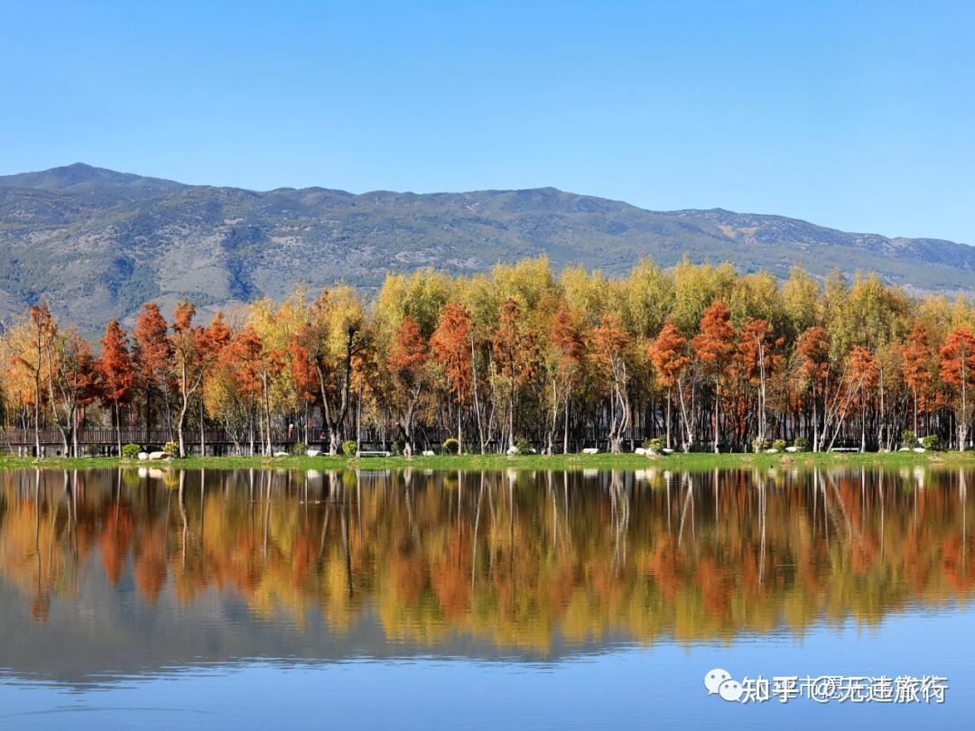 茈碧湖的這處水杉小眾景點,是一處新晉網紅打卡景點.