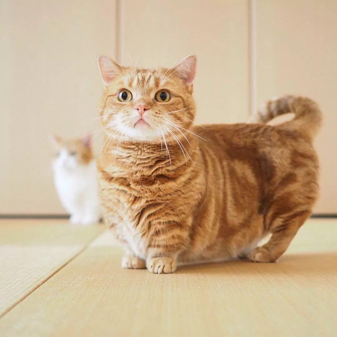 日本短腿猫咪兄妹靠打排球爆红网络飞扑吼叫还会垫球37万网友被萌哭