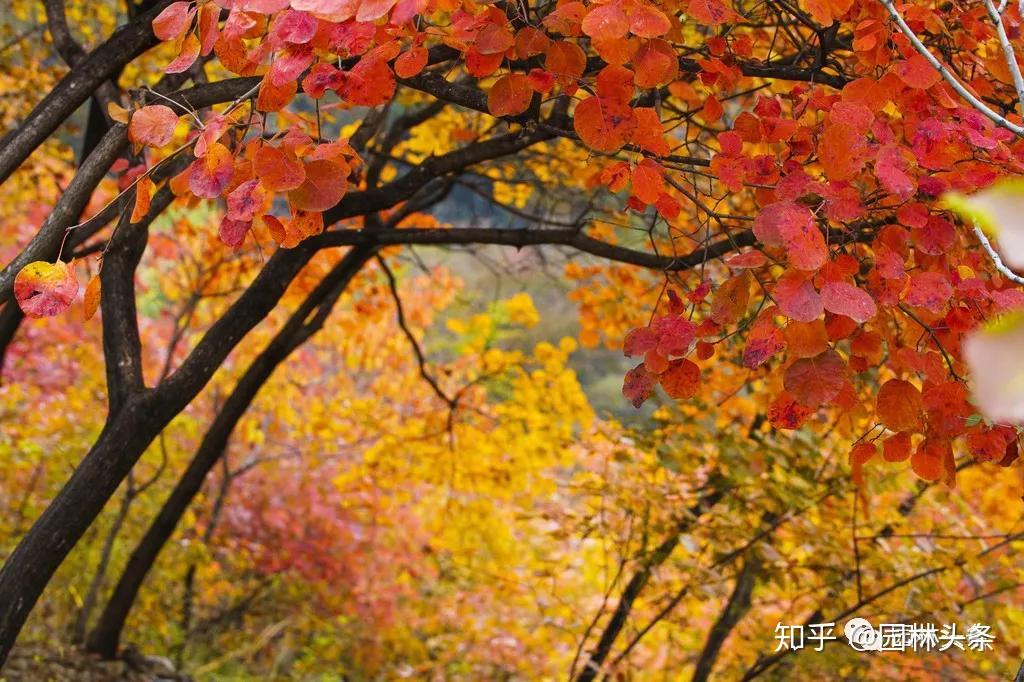 秋赏红叶,你知道赏的都是些什么树吗? - 知乎