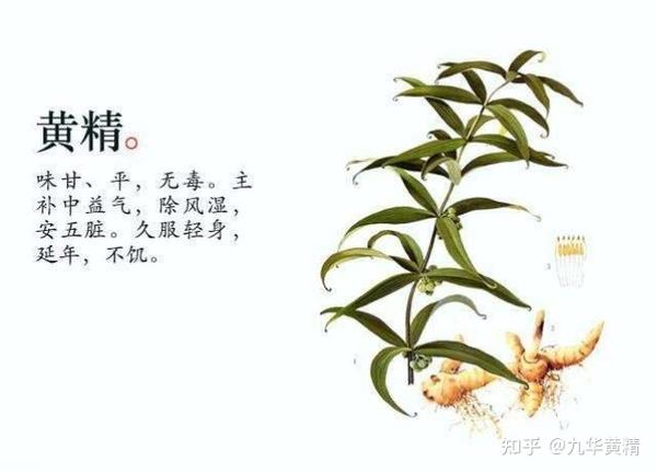原来吃黄精还有这些好处，快来看 - 知乎