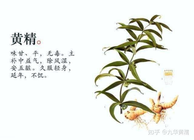 原来吃黄精还有这些好处，快来看 - 知乎