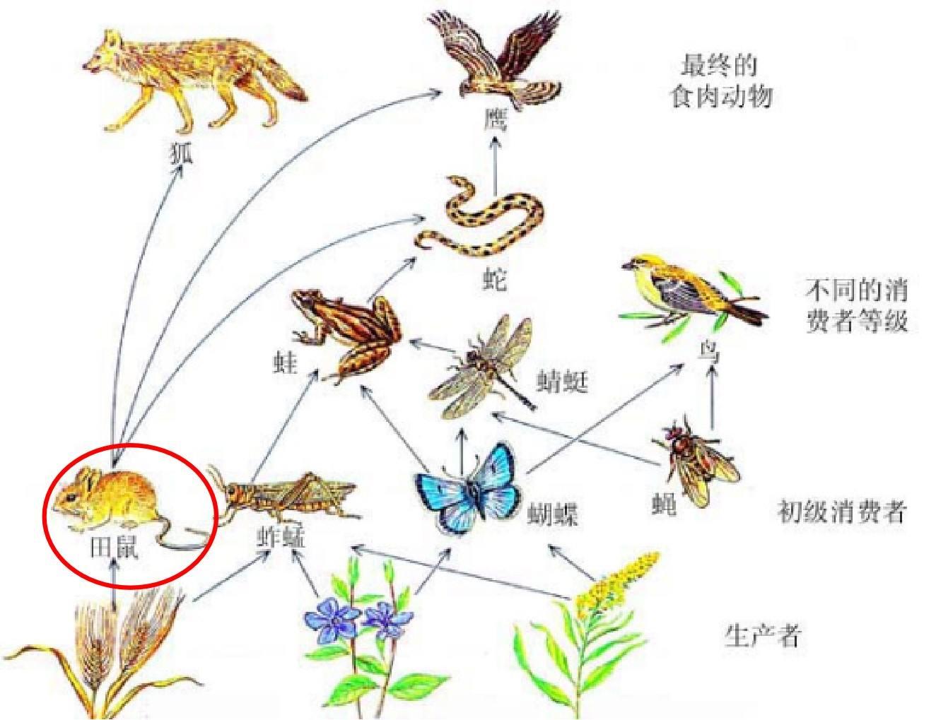 老鼠变成蝙蝠过程图片