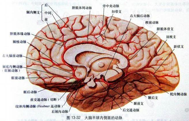 【推荐】颞叶 解剖、血供及影像 - 知乎