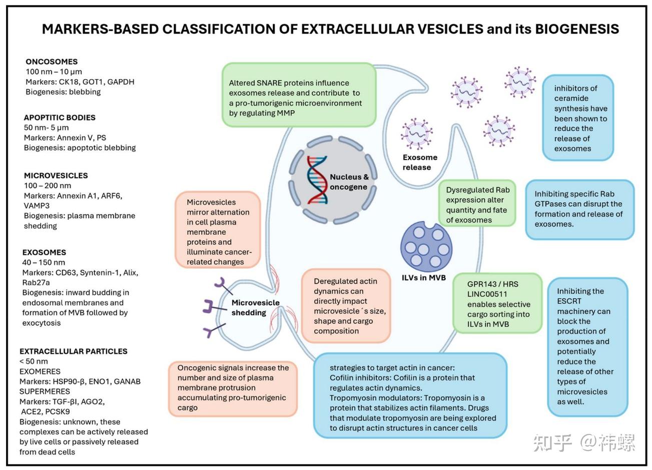 细胞外囊泡的生物发生过程及其功能 - 知乎