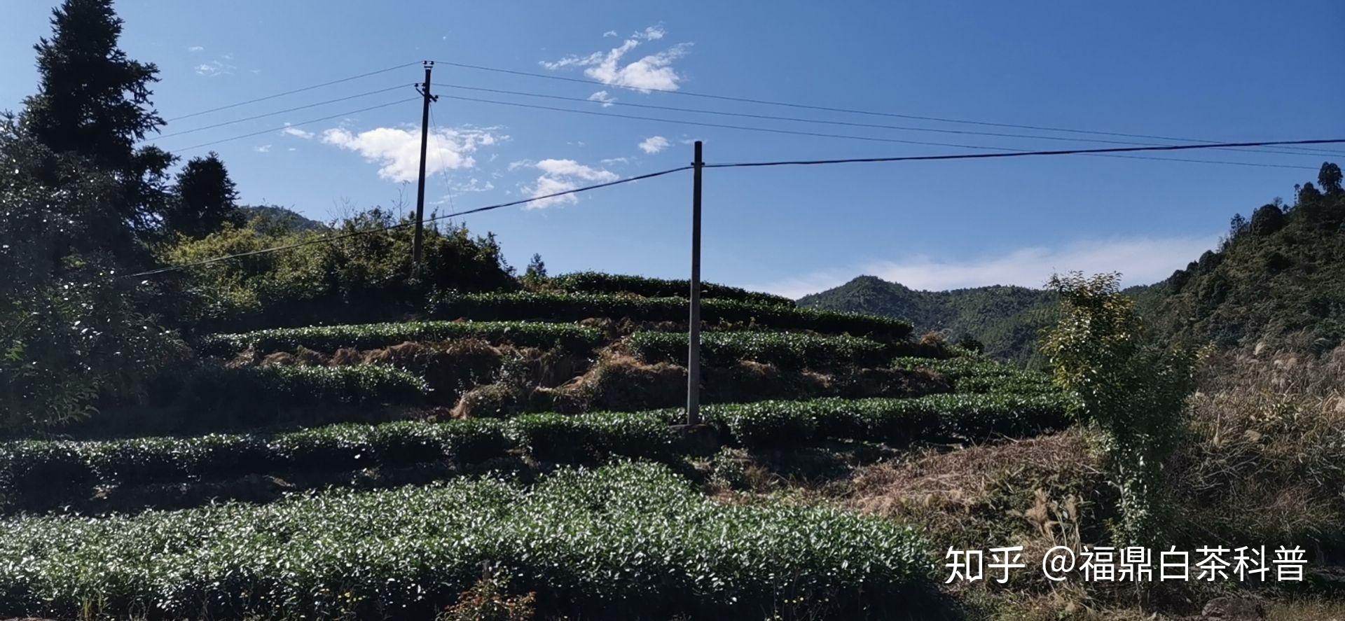 福鼎白茶茶庄地址