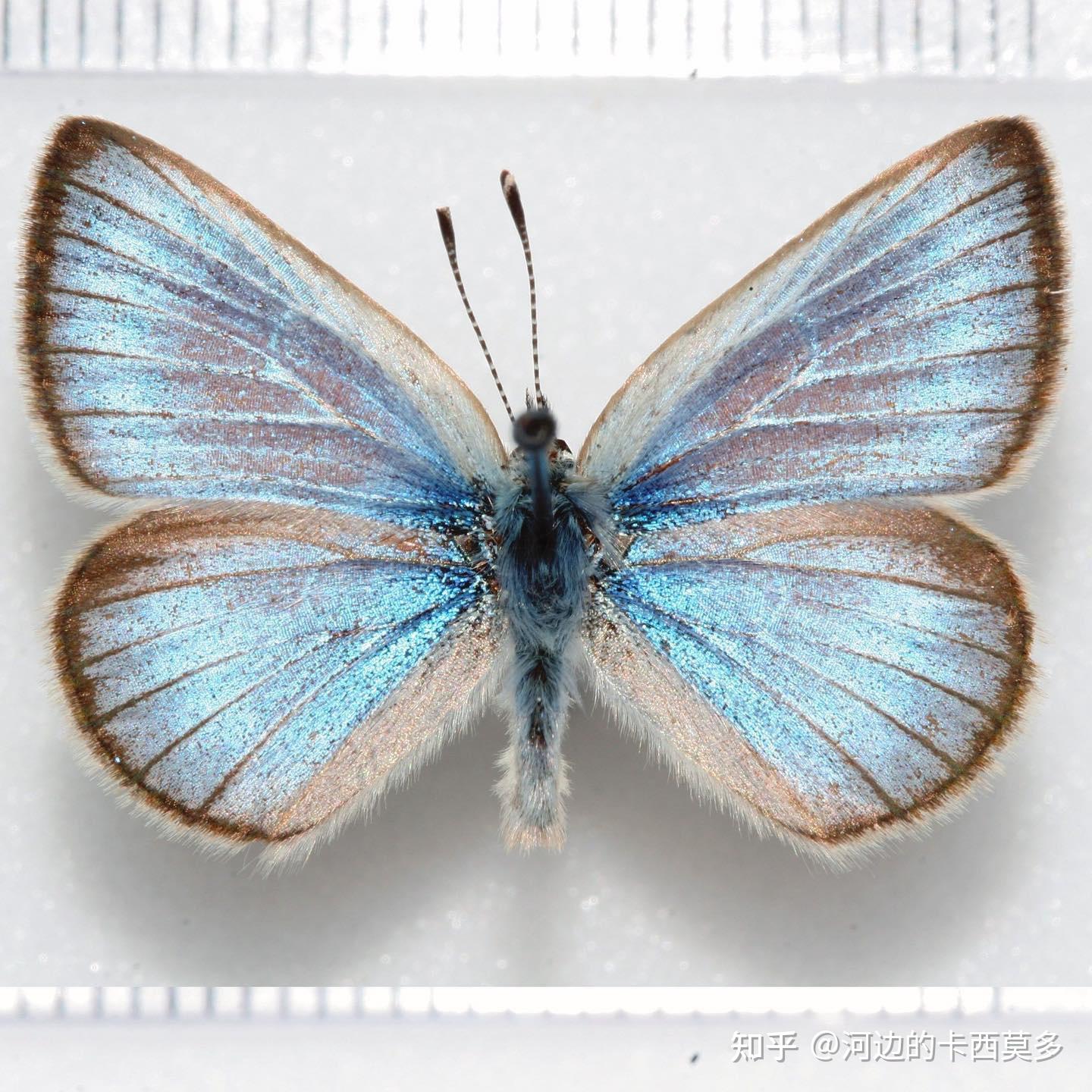 11. 沃氏粉蝶与薛西斯蓝蝴蝶：精灵不属于人间 - 知乎