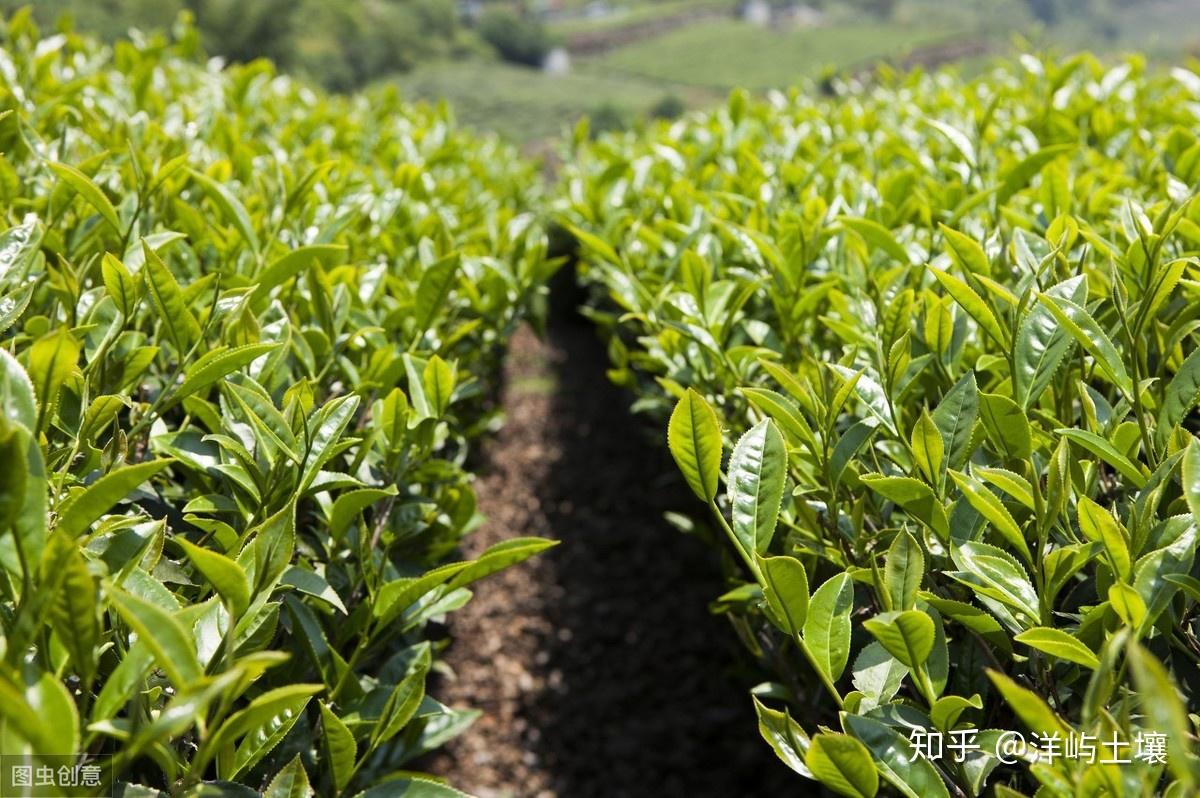 怎样才能种出高产优质的茶叶？掌握以下4点，助茶农增收5成以上！ - 知乎