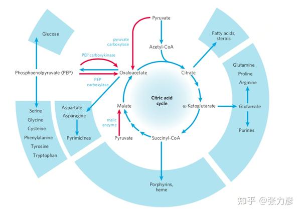 糖代謝(五):三羧酸循環 - 知乎