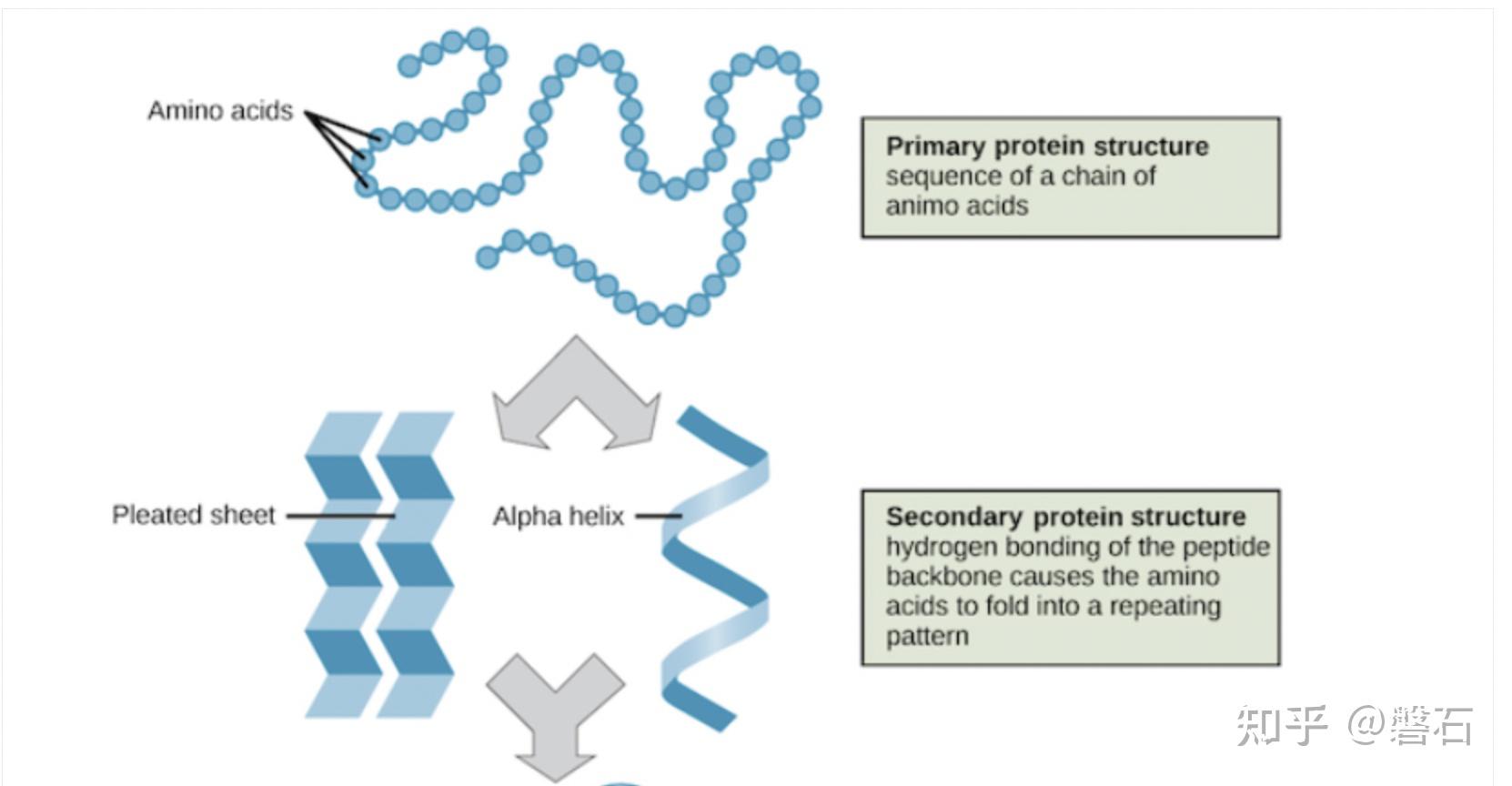 线粒体是如何维持细胞内蛋白质稳态的