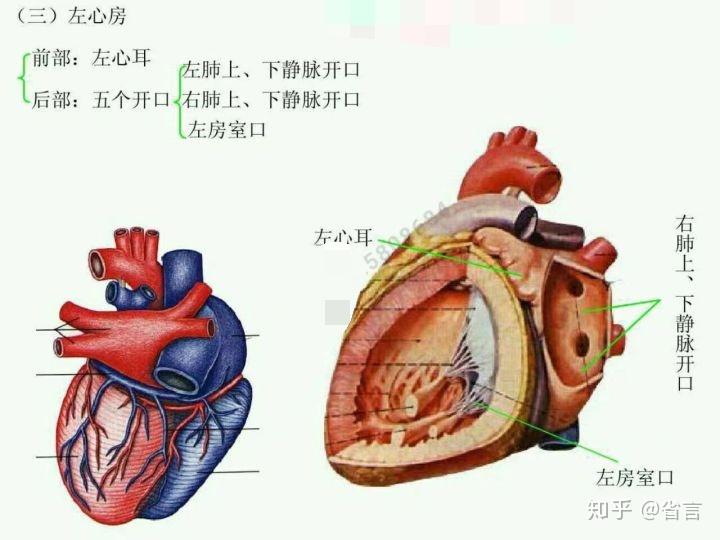 几个月出现一次心脏乱跳 v2-27cae532ae5686610f82148ab7bdb386_r.jpg