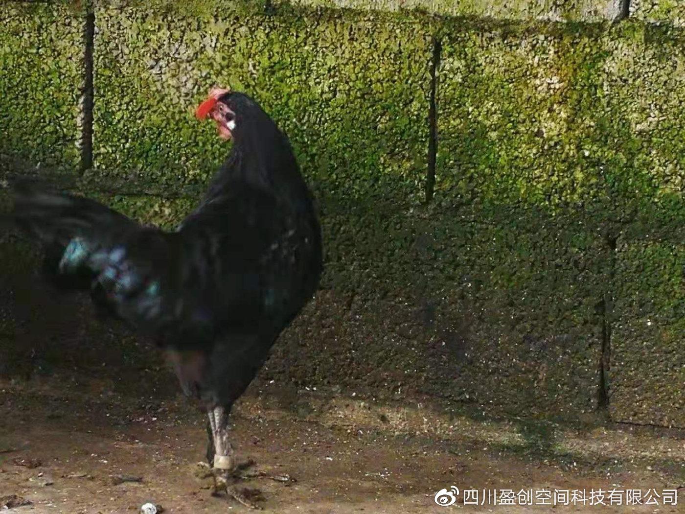 藏鸡养殖批发价格 
