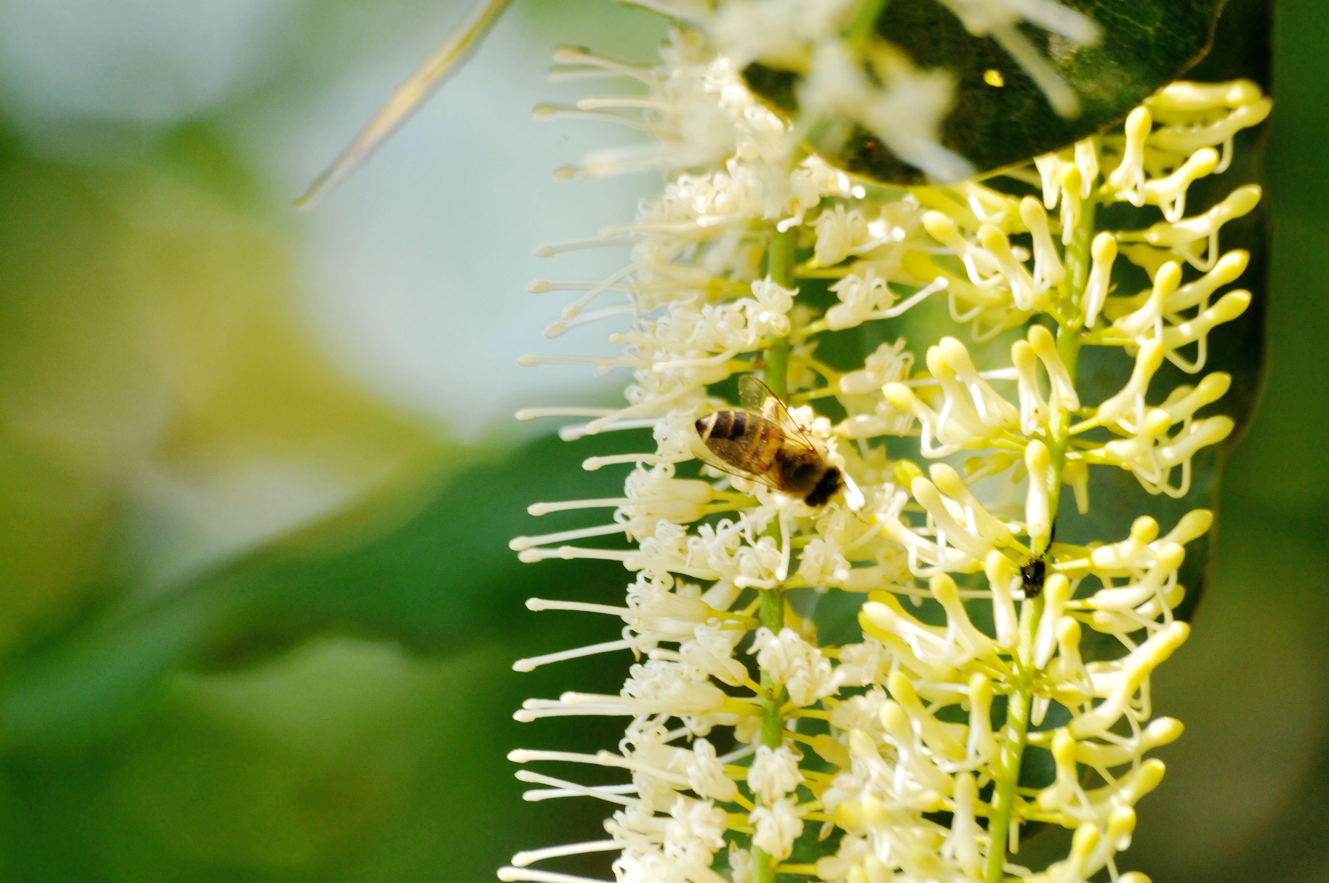 也就是那种大家更为熟悉的"夏威夷果".世界最大的夏威夷坚果种植园.