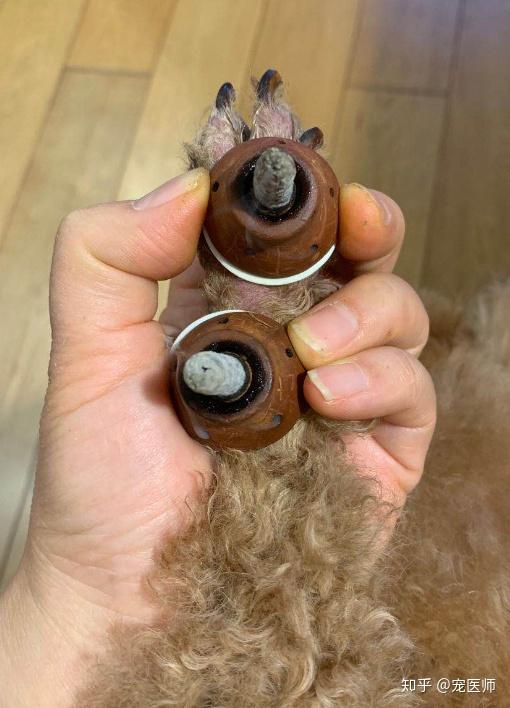 来自一个狗狗主人的成功案例:艾灸解决了大问题 - 知乎