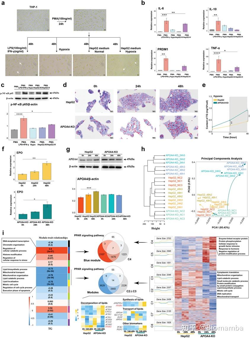 IF14.3| scRNA-seq+脂质组多组学分析揭示宫内生长受限导致肝损伤的性别差异 - 知乎
