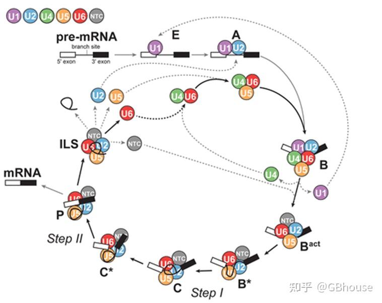 常见16 种 RNA 结构及其功能介绍，为什么你的研究是某一类特定RNA - 知乎