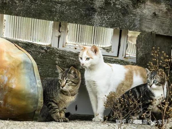 “流浪猫”是如何生存的？看完，请珍惜你的猫 - 知乎