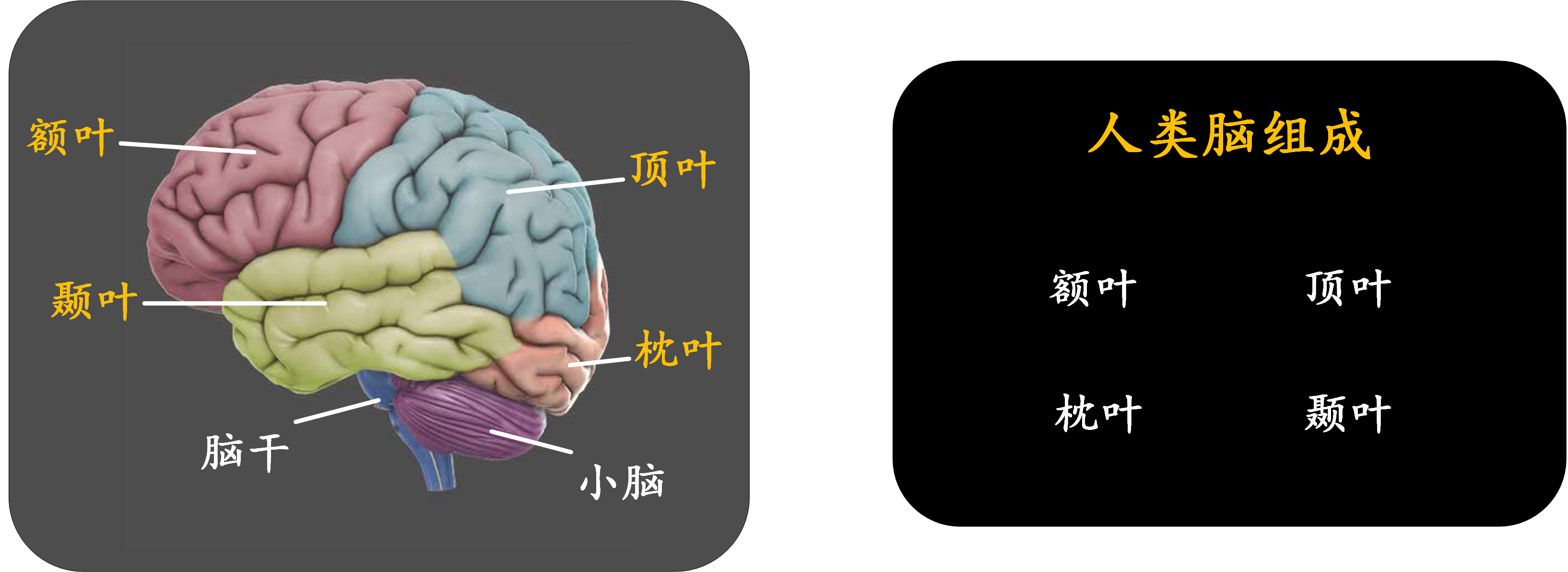 人类脑,也叫新皮质,它是人类智慧的精华,分为4个脑区:额叶,顶叶,枕叶
