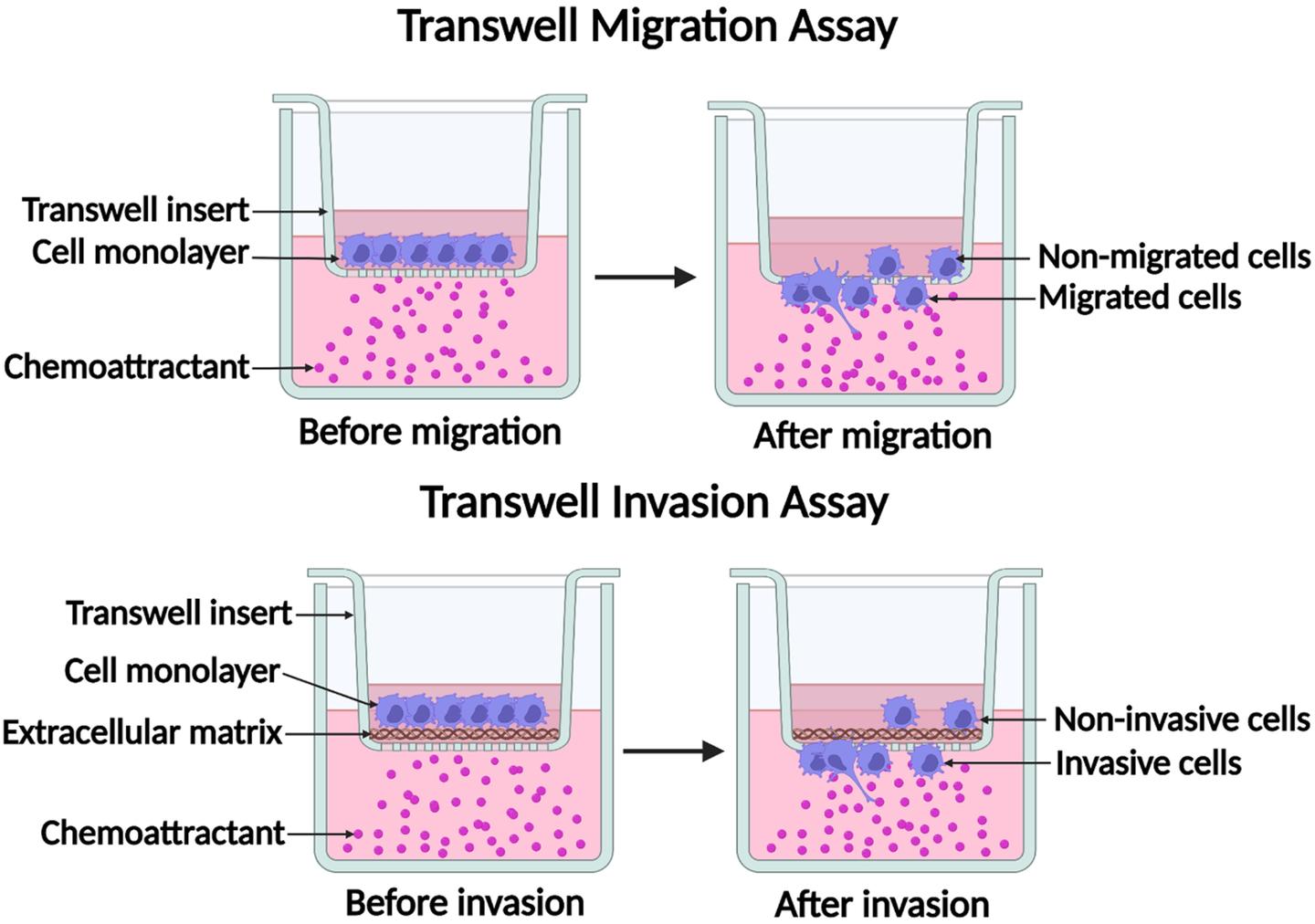 Inverted Transwell 细胞功能实验那些事∣细胞迁移和侵袭(3)之Transwell实验 - 知乎